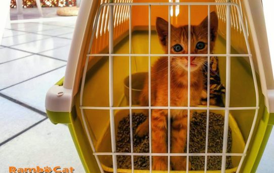 Gatto nel trasportino con lettiera per pipì e cacca