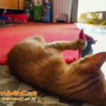 Gatto gioca con tappeto rosso