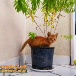 Gattino nel vaso di una pianta