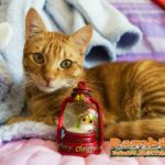 Gatto Natale 2016