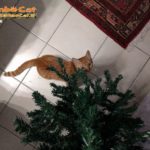 Gatto Rambo Cat osserva l'albero di Natale