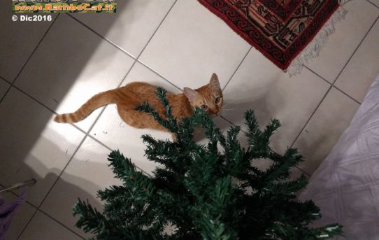 Gatto Rambo Cat osserva l'albero di Natale