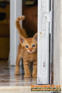 Gatto alla porta