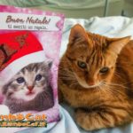 Gatto con biglietto di auguri Natale 2016