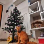 Gatto e albero di Natale