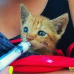 Latte al gatto con la siringa