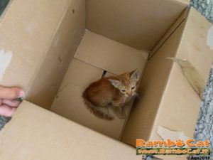Gatto nella scatola