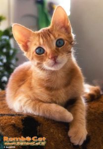 Foto_segnaletica_gatto_Rambo