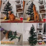 Collage del gatto con l'albero di Natale