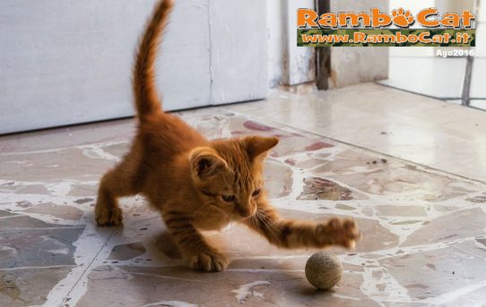 Gatto gioca con una pallina