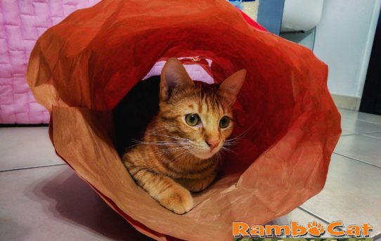 Gatto nel pacco regalo di Natale 2016