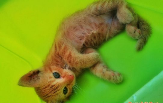 Gatto pancia all'aria
