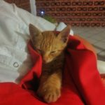 Micio stanco dorme
