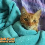 Gatto sotto la coperta verde di ciniglia