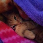 Gatto nella coperta di pile