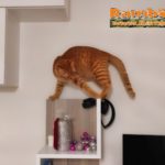 Gatto equilibrista sul mobile