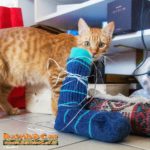 Calzino della Befana 2017 e il gatto