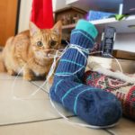 Gatto con calza della Befana Epifania 2017