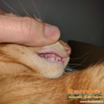 Gatto rambo Cat dente canino doppio