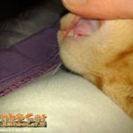 Gatto Rambo Cat ha perso il dentino da latte