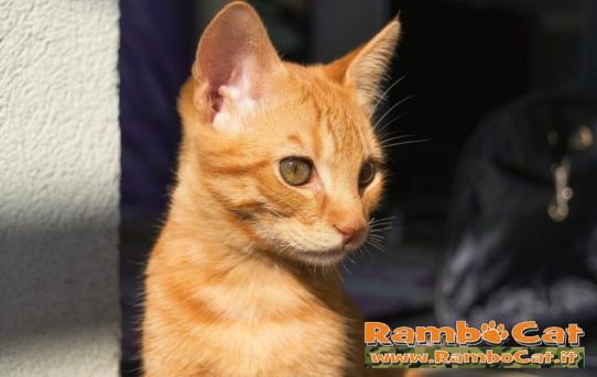 Primo piano del gatto Rambo sul terrazzo di casa ottobre 2016