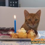Primo compleanno del gatto Rambo