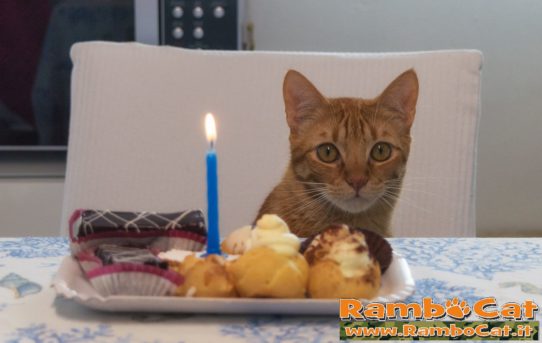 Primo compleanno del gatto Rambo